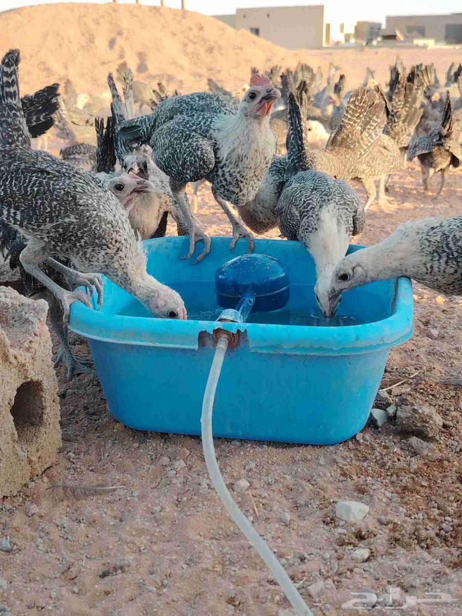 بشاير فيومي العمر اكثر من ثلاث اشهر64423944237825113