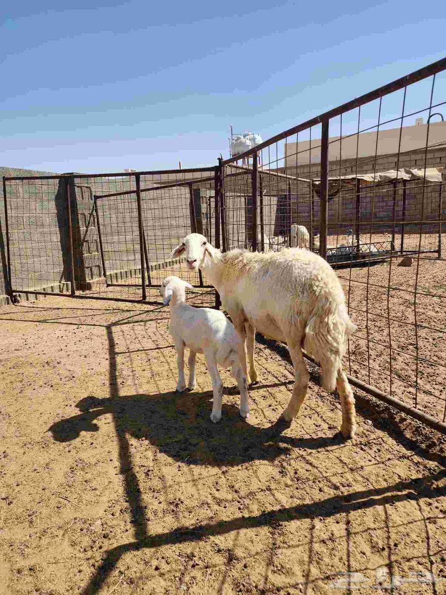 للبيع شاه خلفه ثنيه الدوادمي. تم البيع64421039945218110