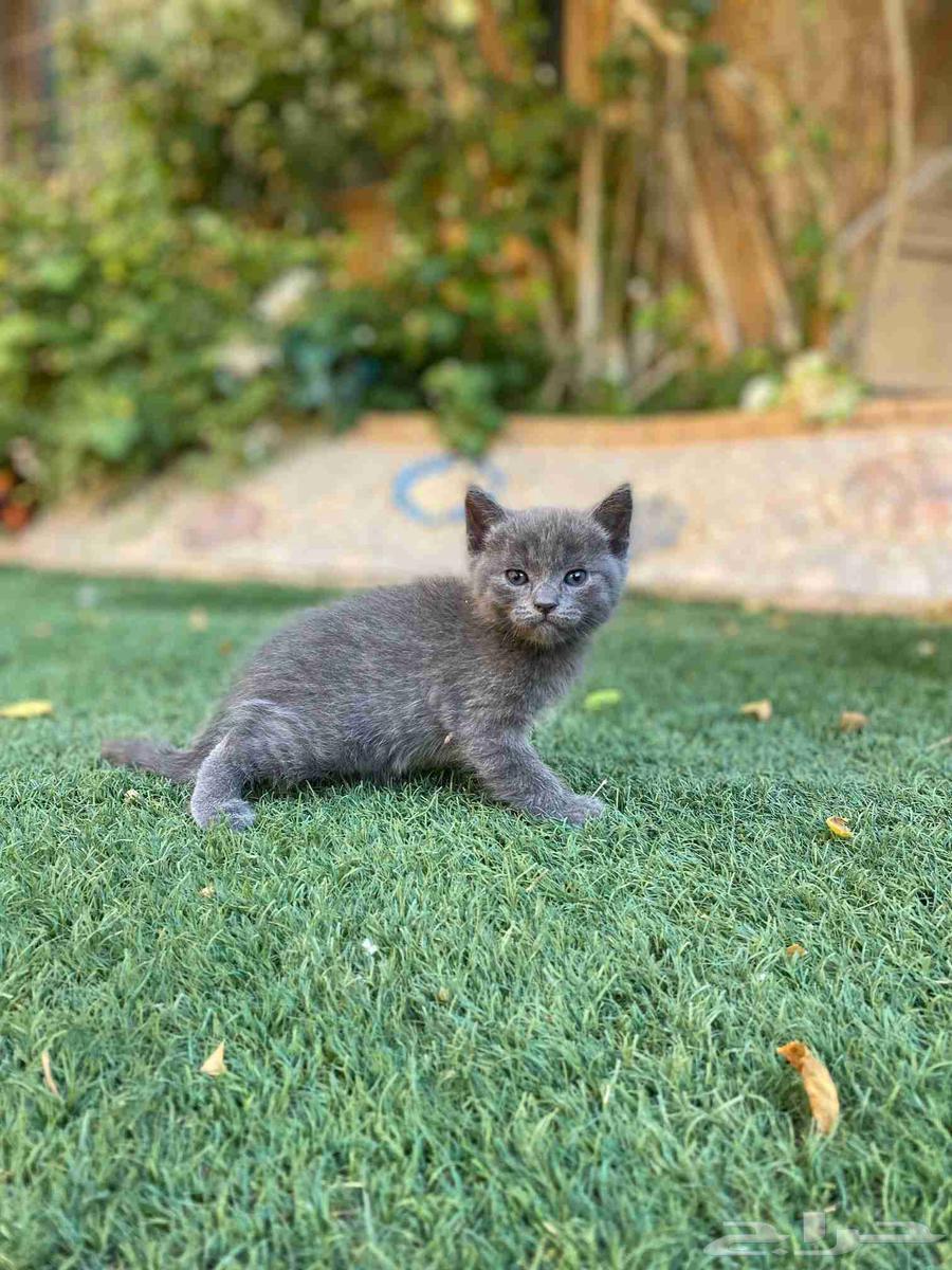 Two Scottish Folds for sale, no adoption64419564190209112