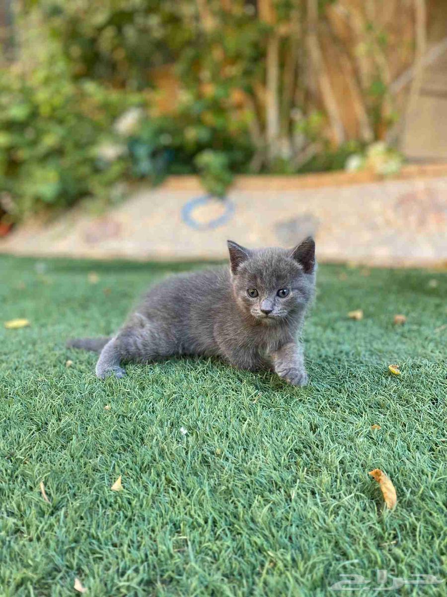 Two Scottish Folds for sale, no adoption64419564190209111