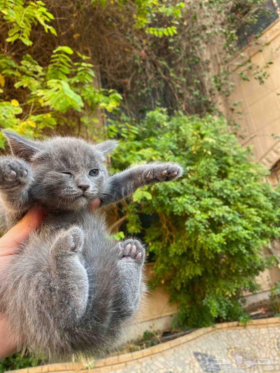 Two Scottish Folds for sale, no adoption64419564190209110