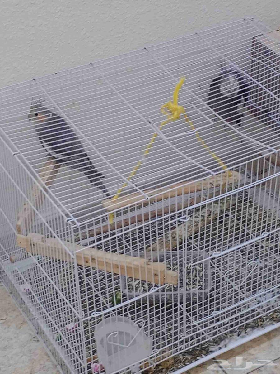 زوج كروان للبيع64421987685249110