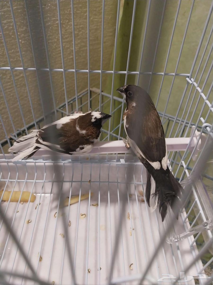 زيبرا صيني64425932885379110