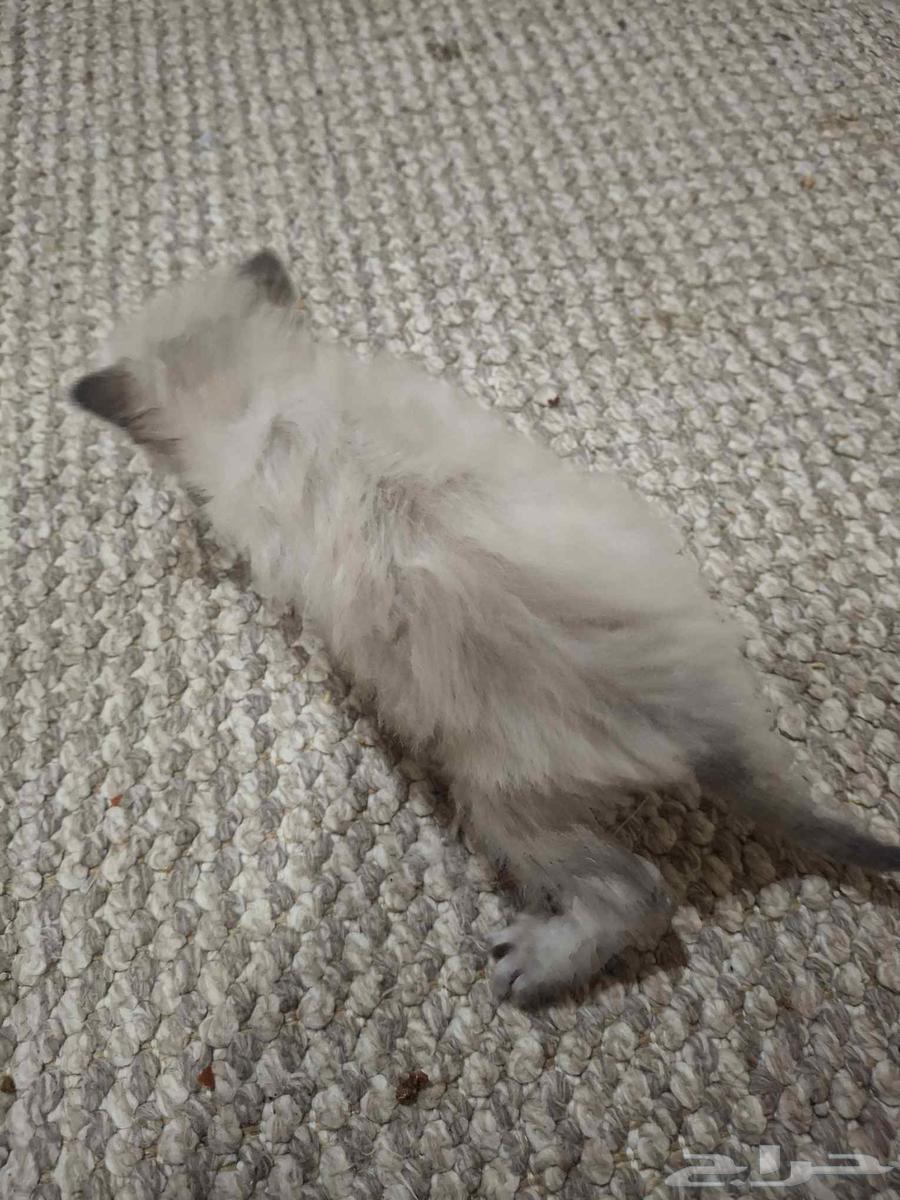 حيوانات64425259754883113