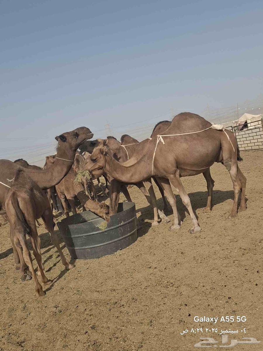 عرض وبيع مراح سواحل للبيع العدد 9 خلفات64420837340930110