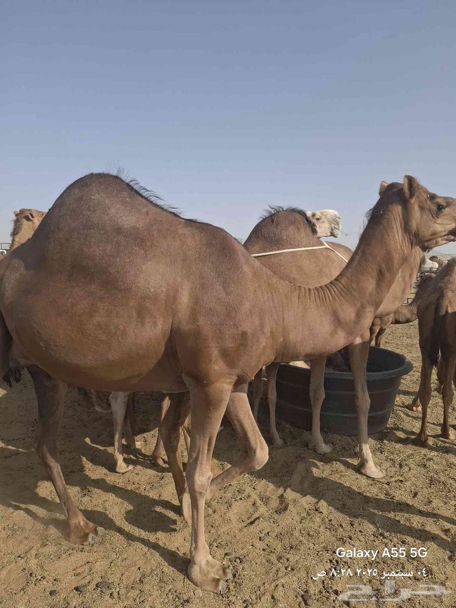 عرض وبيع مراح سواحل للبيع العدد 9 خلفات64420837340930114