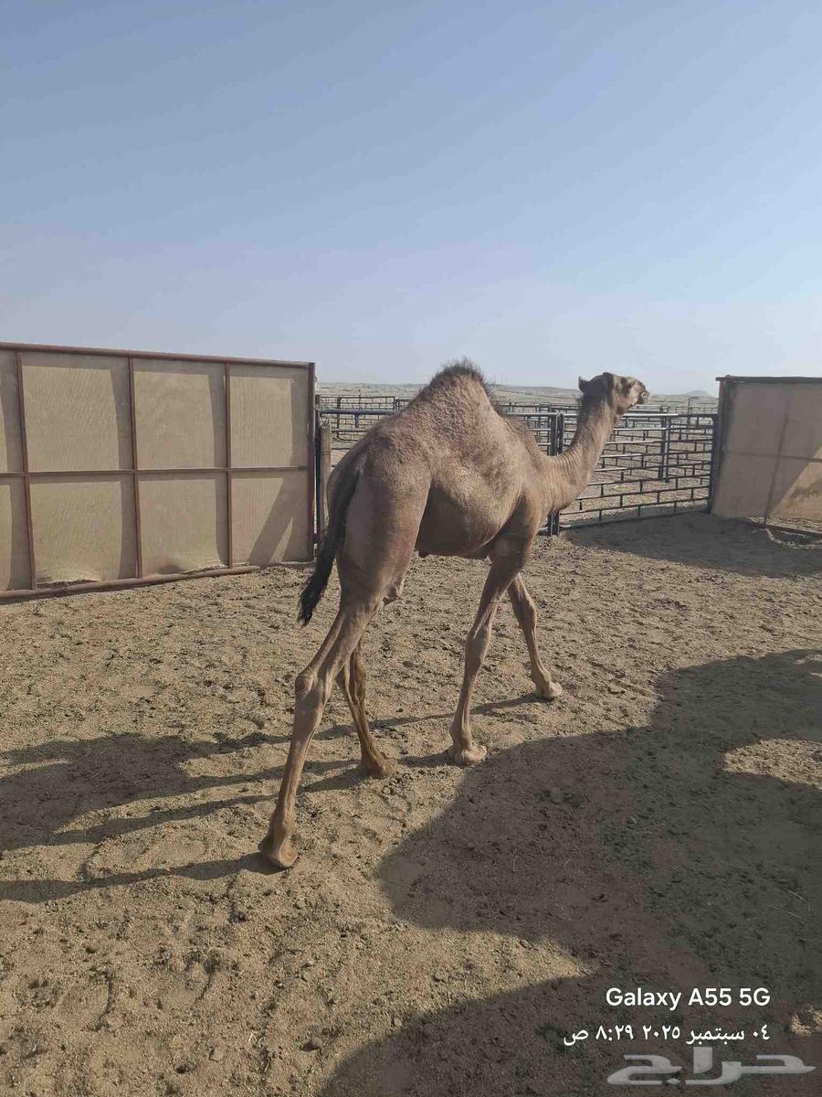 عرض وبيع مراح سواحل للبيع العدد 9 خلفات64420837340930113