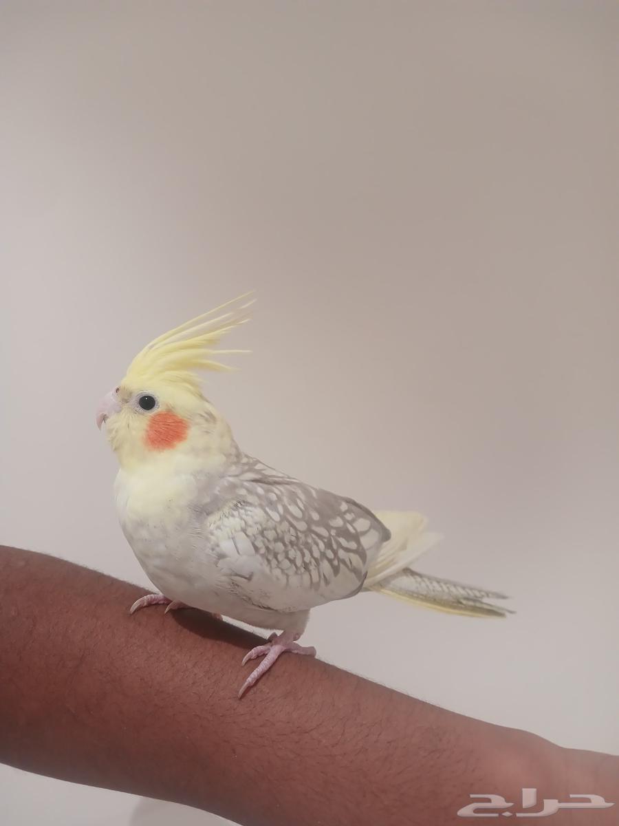 كروان أليف64426012803202114