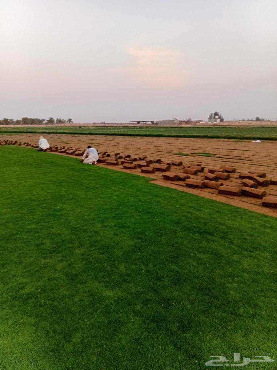 Thil C 2000 Pure and Natural, Al-Kharj Location64422069191043113