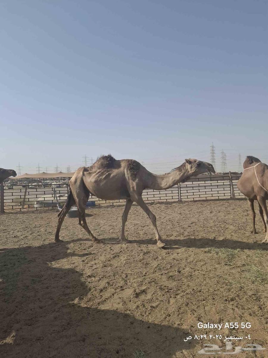 عرض وبيع مراح سواحل للبيع العدد 9 خلفات64420837340930112