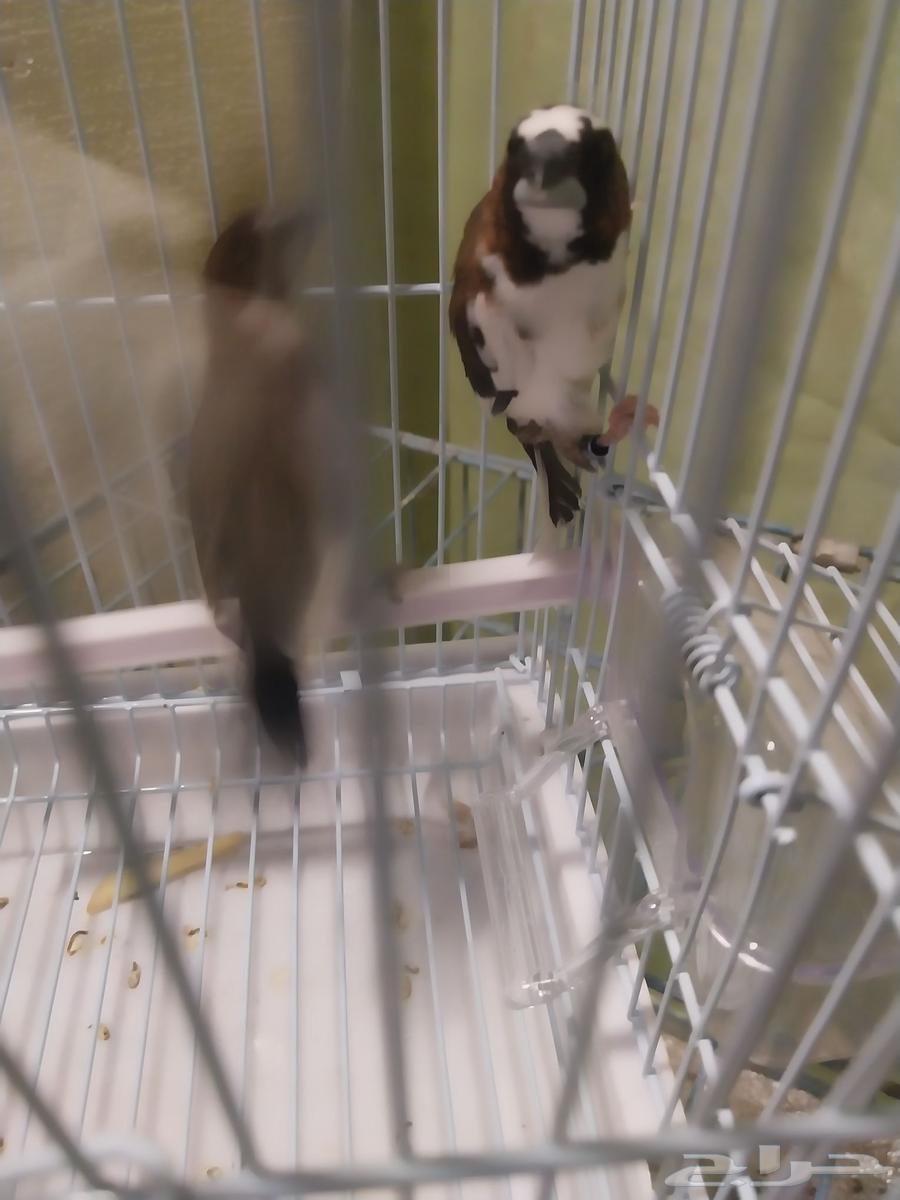 زيبرا صيني64425932885379111