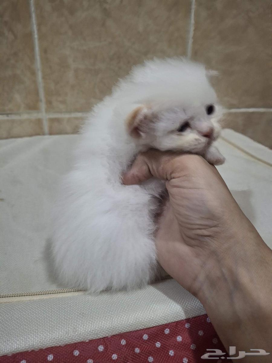 حيوانات64425259754883110