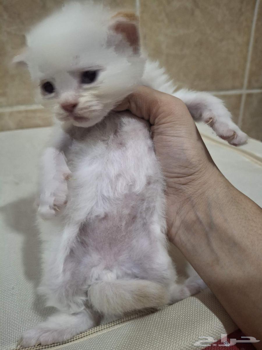 حيوانات64425259754883111