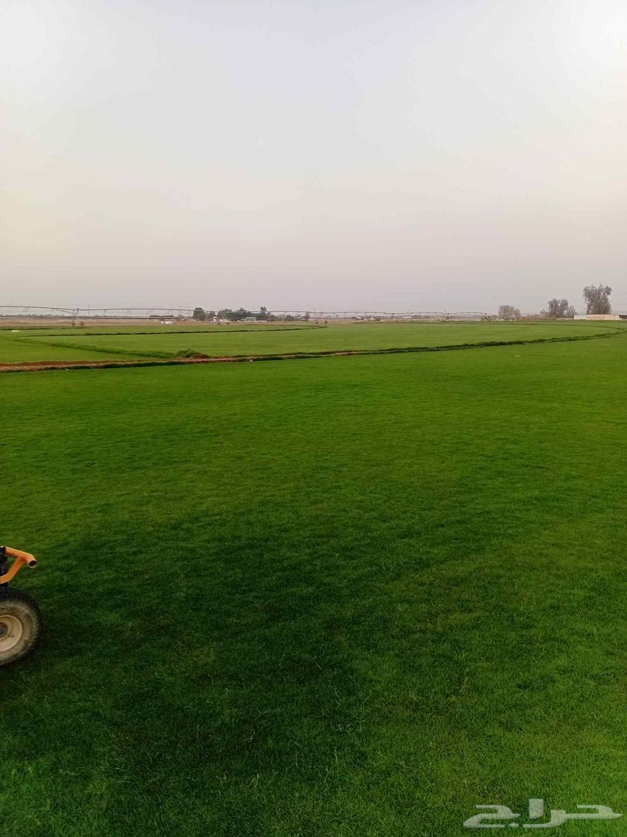 Thil C 2000 Pure and Natural, Al-Kharj Location64422069191043111