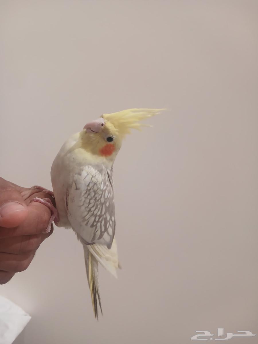 كروان أليف64426012803202113