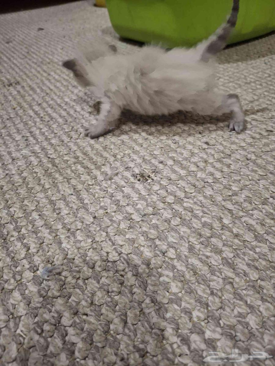 حيوانات64425259754883112