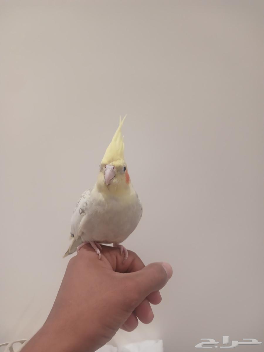 كروان أليف64426012803202110