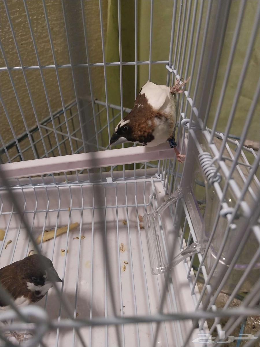 زيبرا صيني64425932885379112