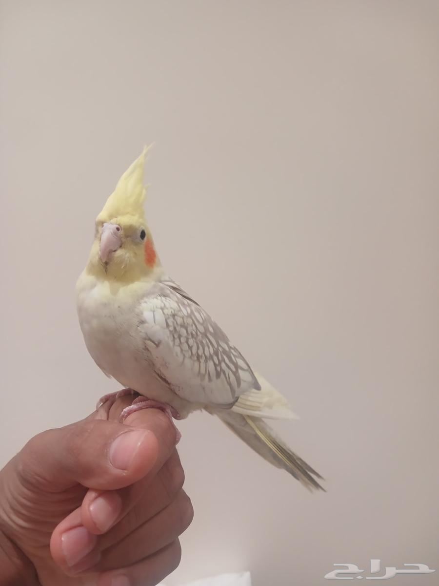 كروان أليف64426012803202111