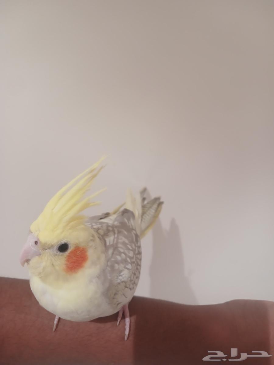 كروان أليف64426012803202112