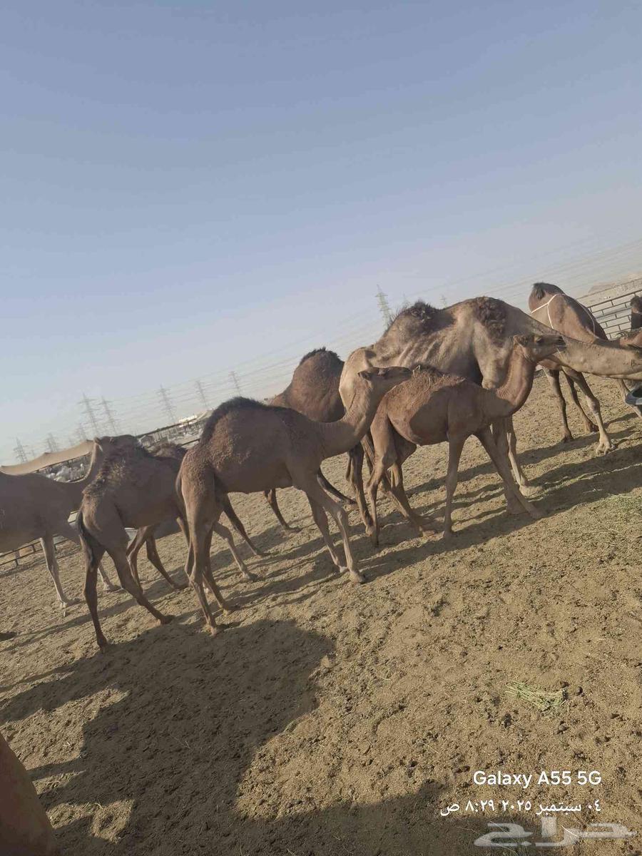 عرض وبيع مراح سواحل للبيع العدد 9 خلفات64420837340930111