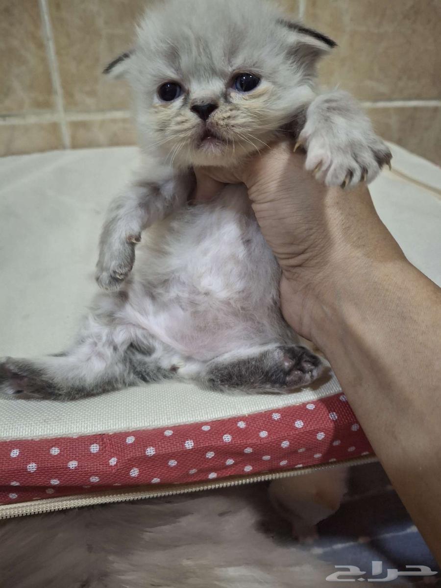 حيوانات64425259754883114