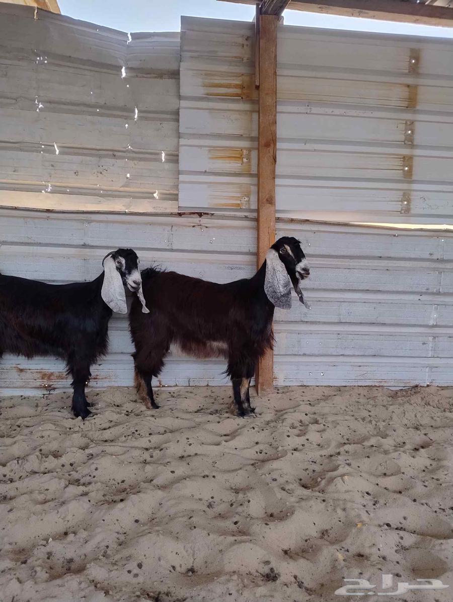 جفار عوارض فاخرا خصم الخصم. ( تم البيع)64421485739010113