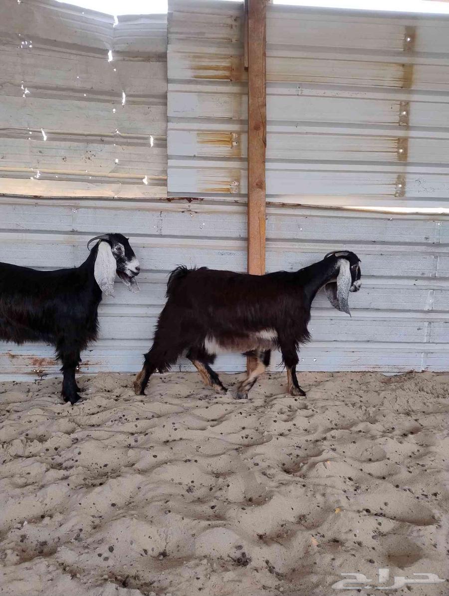 جفار عوارض فاخرا خصم الخصم. ( تم البيع)64421485739010112