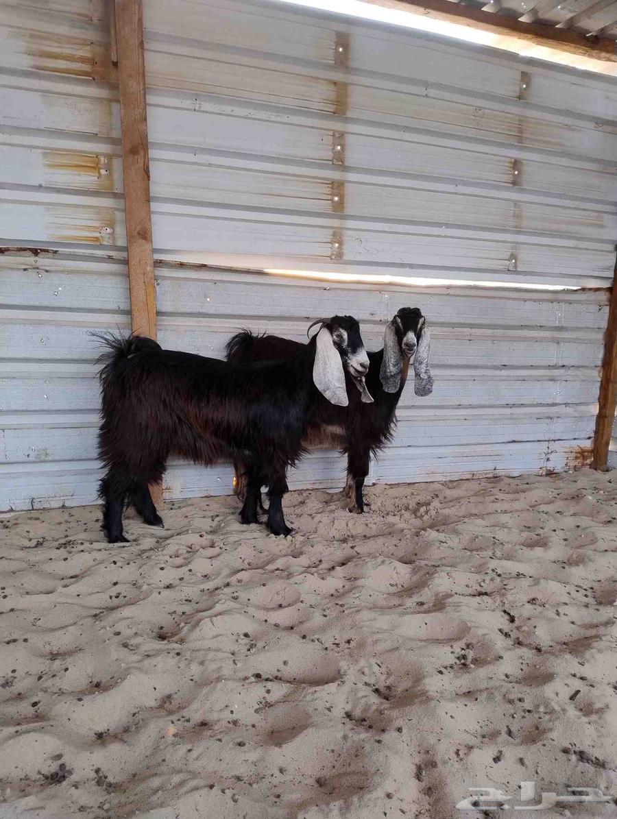 جفار عوارض فاخرا خصم الخصم. ( تم البيع)64421485739010110