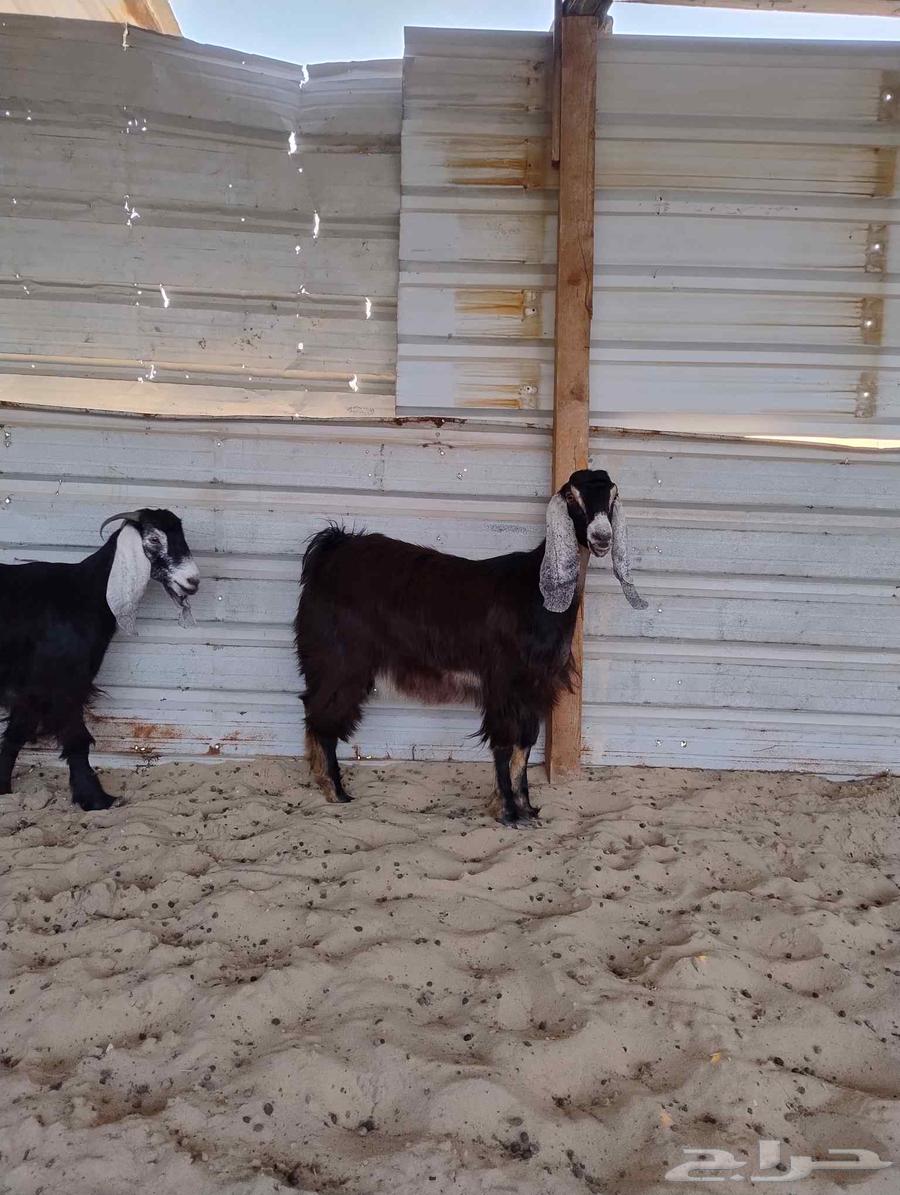 جفار عوارض فاخرا خصم الخصم. ( تم البيع)64421485739010114