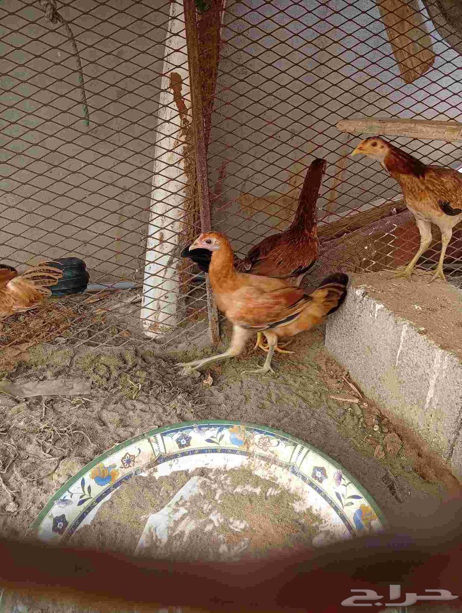 البيع دجاج64422286759683113