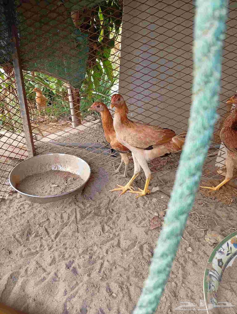 البيع دجاج64422286759683110