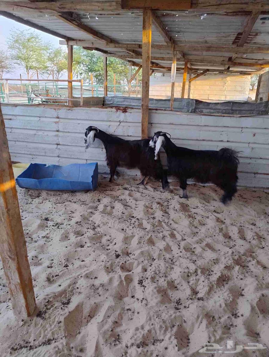 جفار عوارض فاخرا خصم الخصم. ( تم البيع)64421485739010111