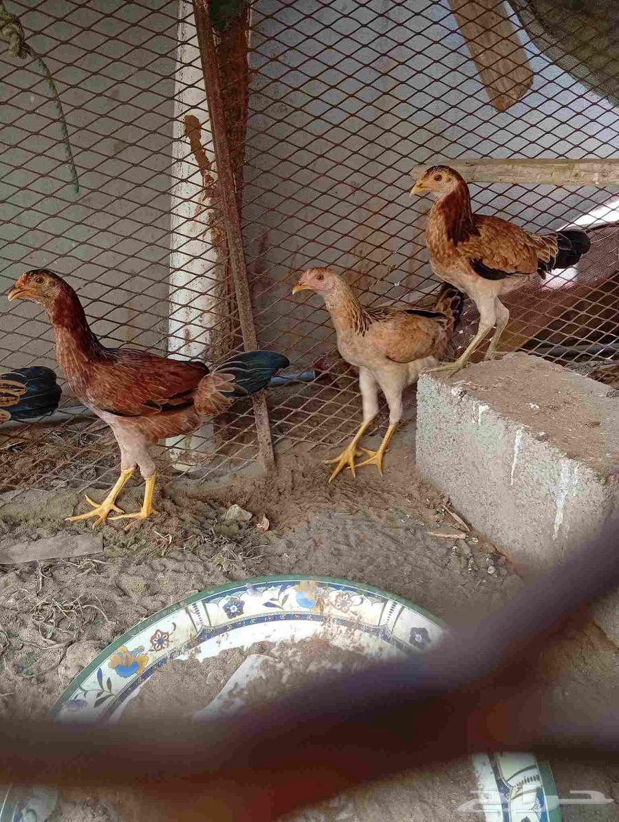 البيع دجاج64422286759683112