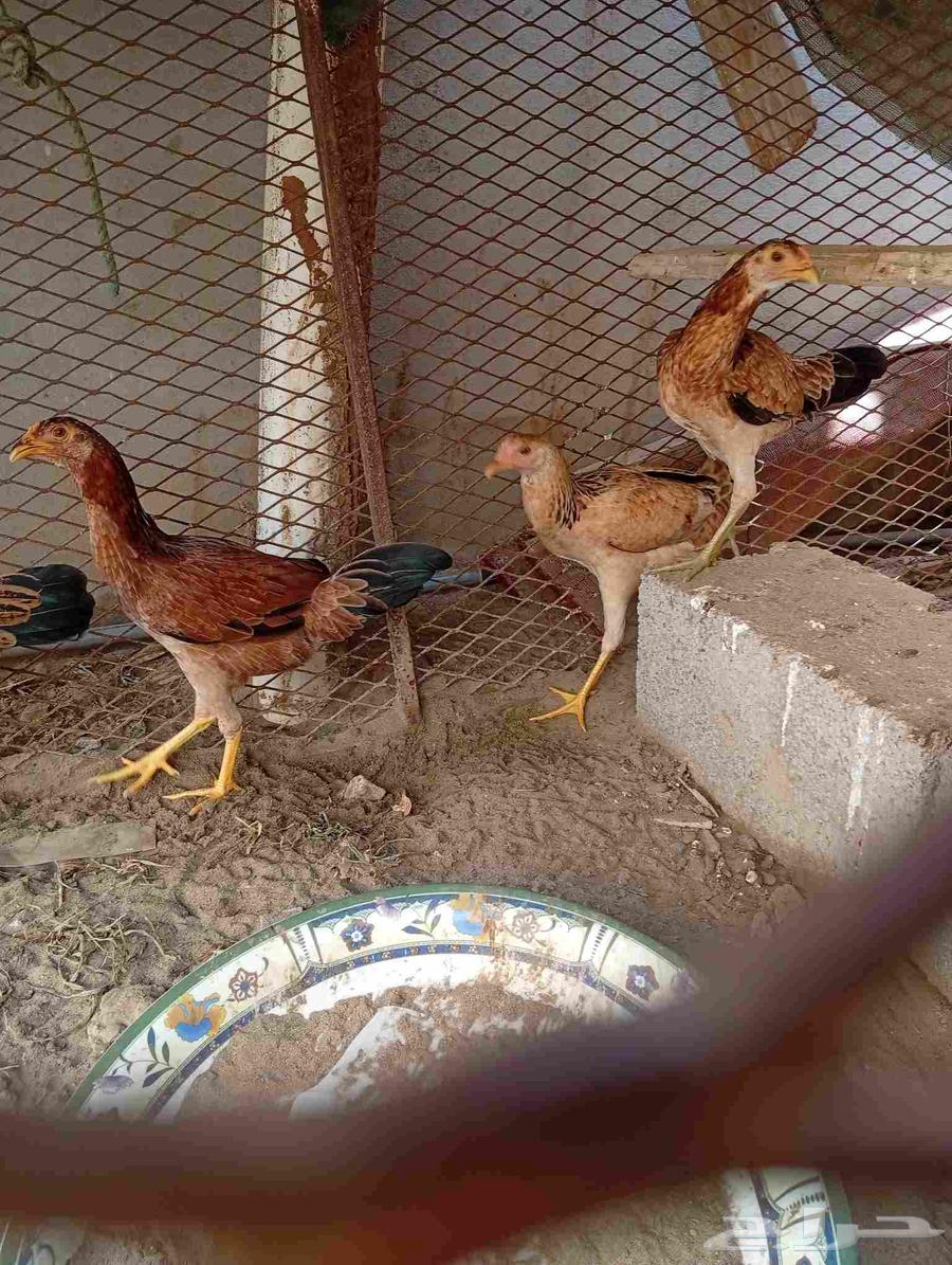 البيع دجاج64422286759683111