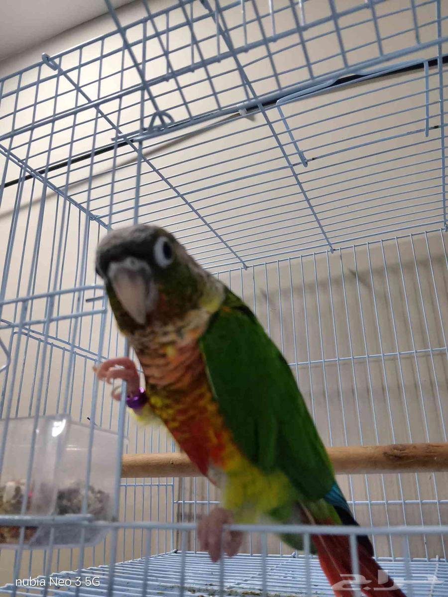 كنيور قرين شيك أليف64421323657729112