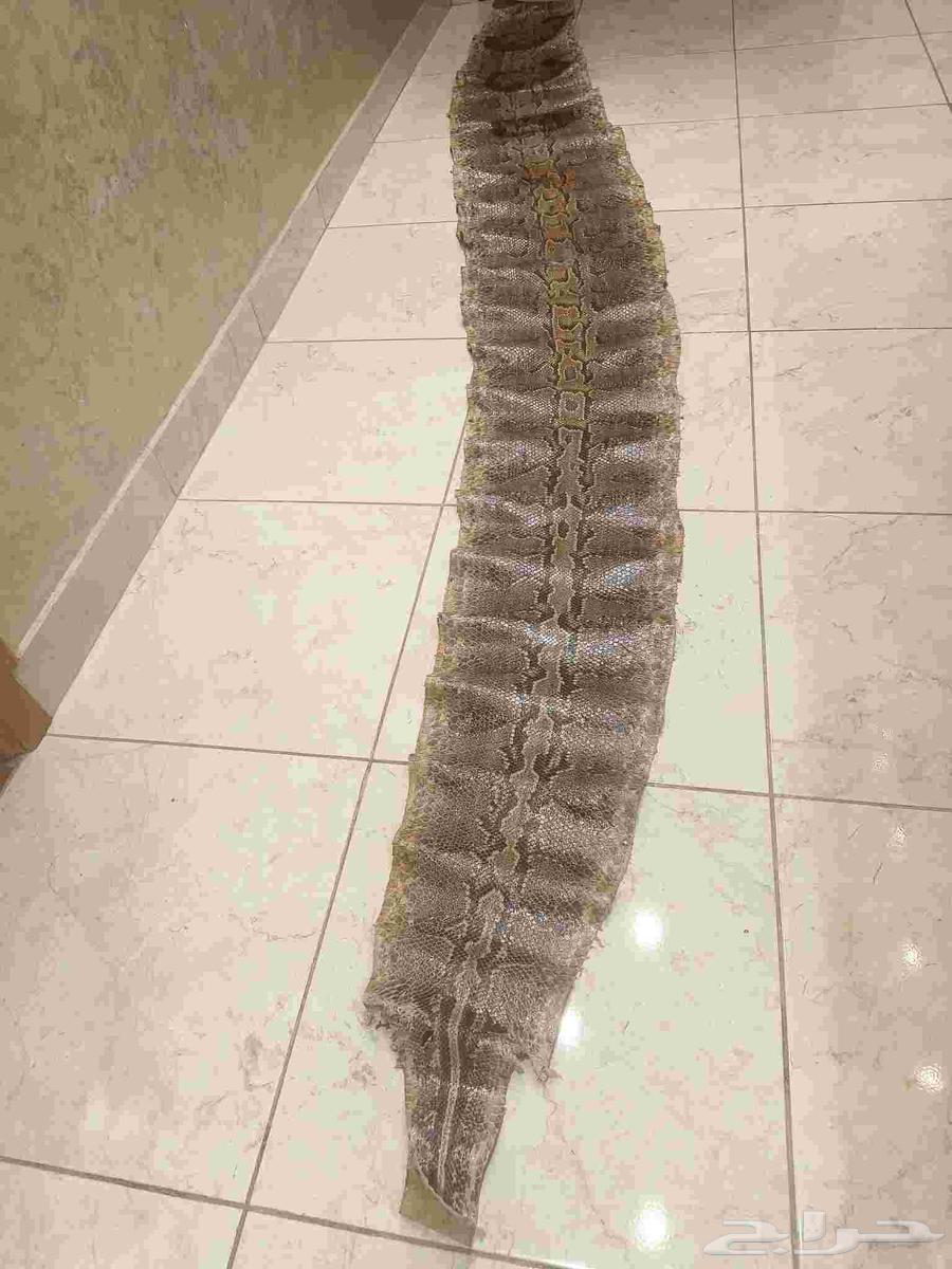جلود طبيعيه للبيع64424065459970110