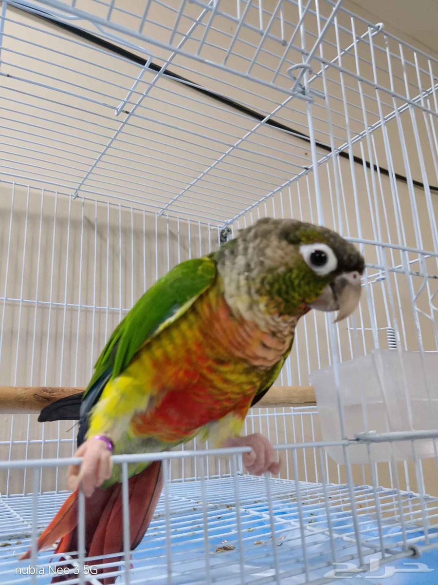 كنيور قرين شيك أليف64421323657729111