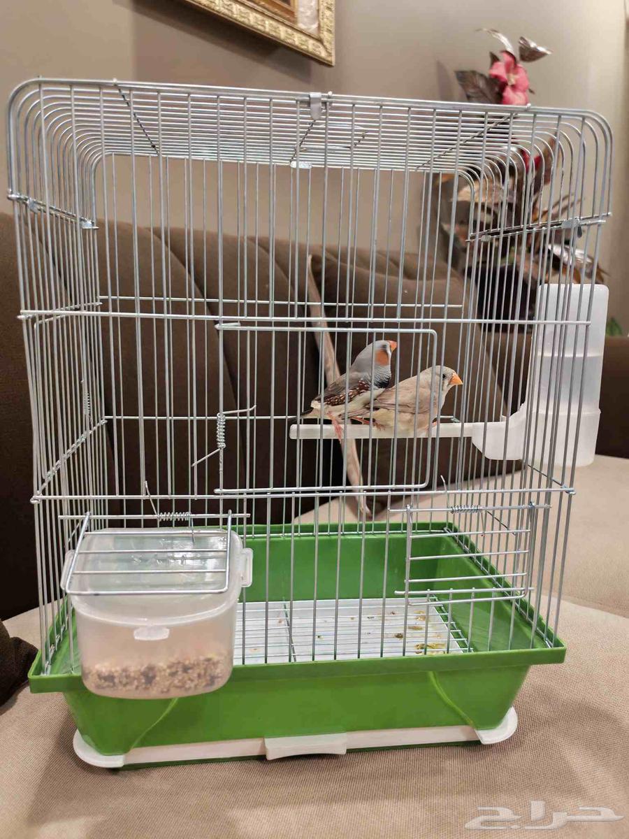 اجواز زيبرا عروووض لاتفوووتك64422164457859111