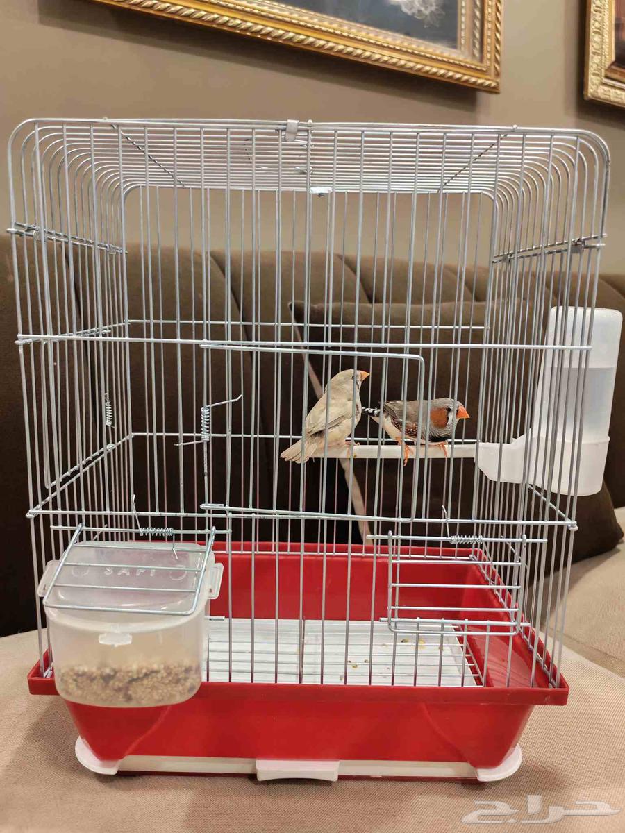 اجواز زيبرا عروووض لاتفوووتك64422164457859112