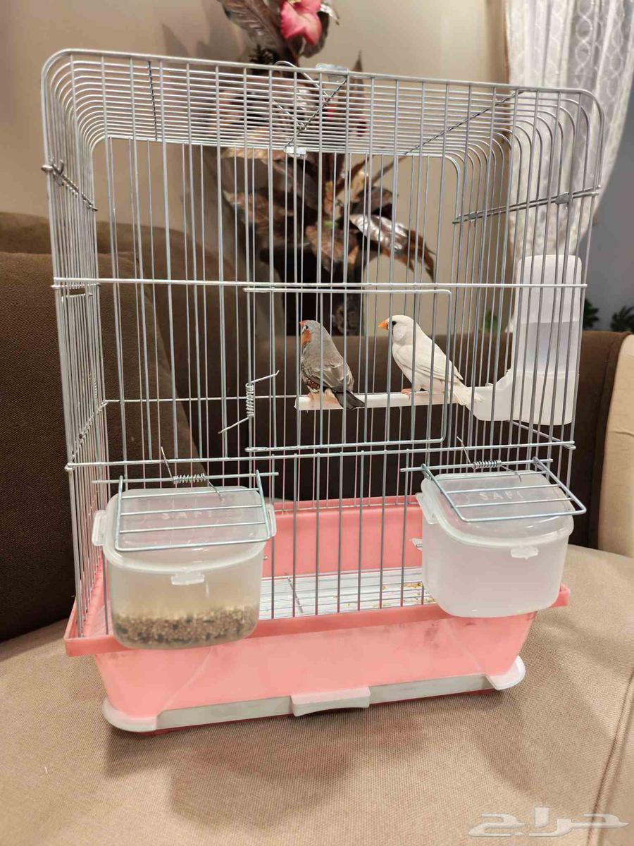 اجواز زيبرا عروووض لاتفوووتك64422164457859113