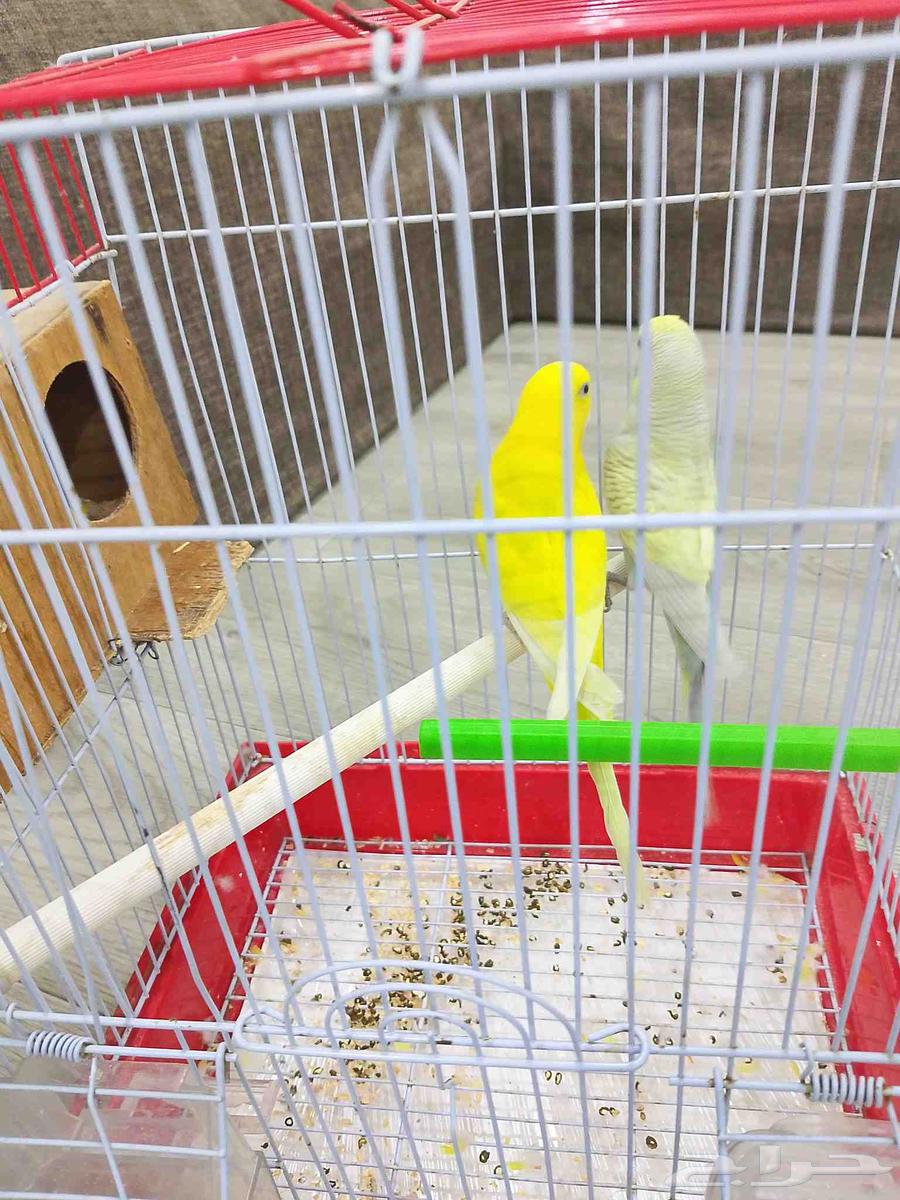 طيور للبيع محدوده ب150ريال64424520385794110