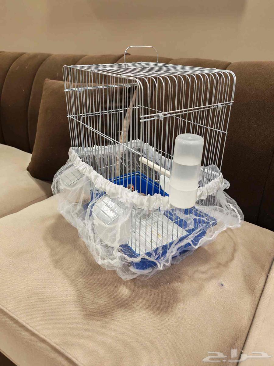 اجواز زيبرا عروووض لاتفوووتك64422164457859110