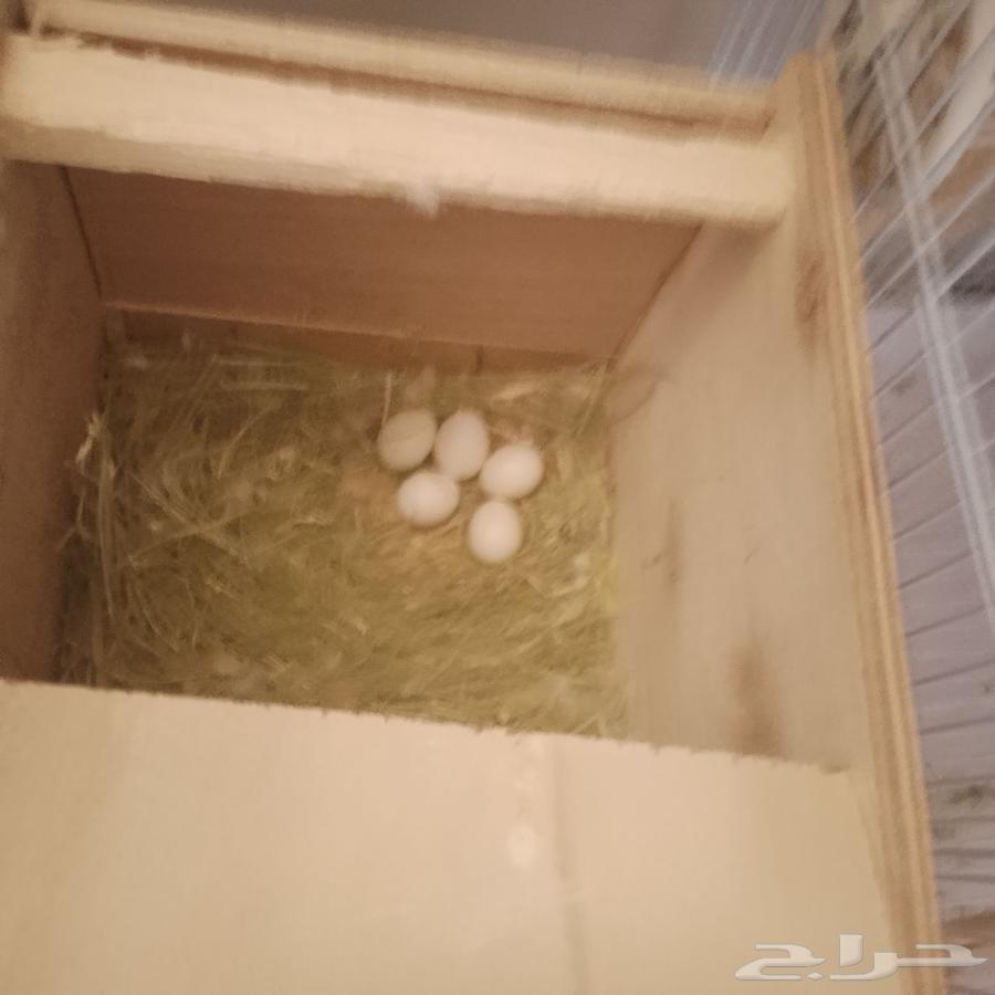 Roze Elif and product64422448706689112