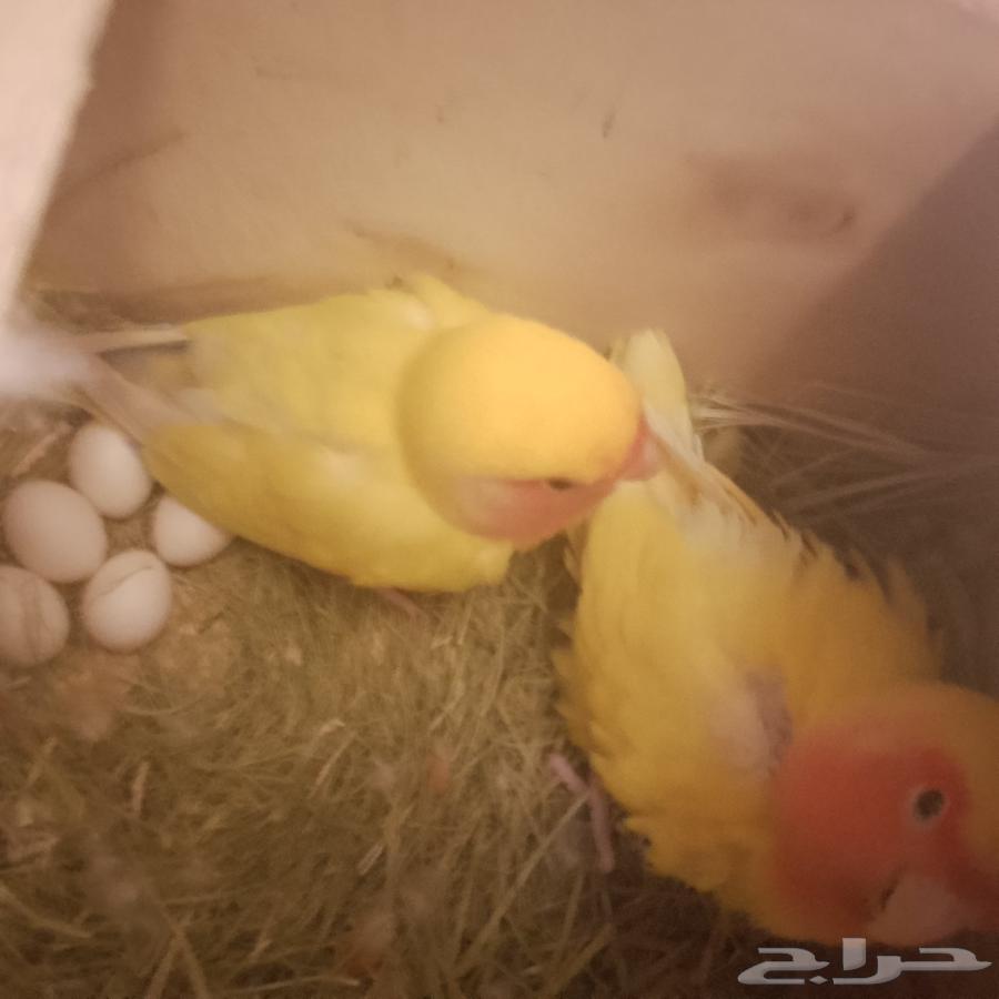 Roze Elif and product64422448706689110