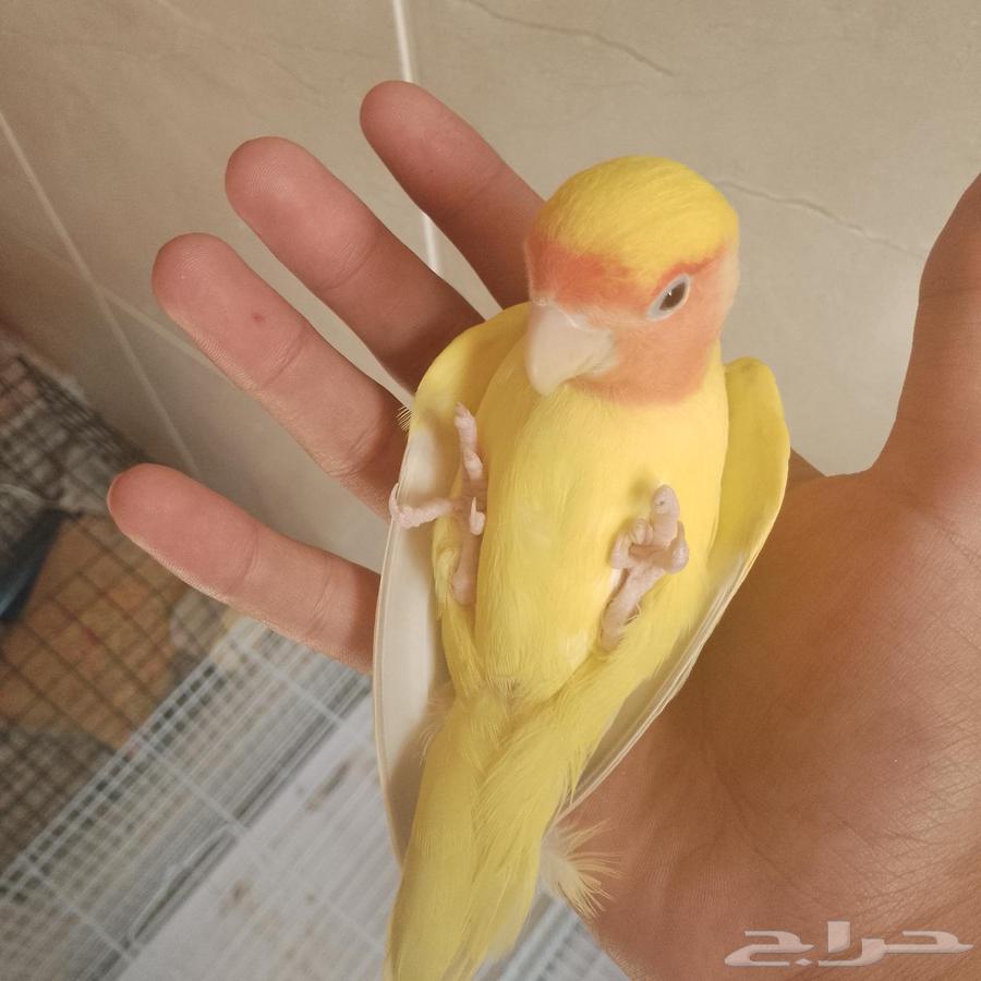 Roze Elif and product64422448706689114