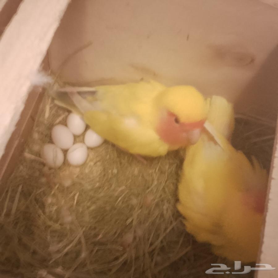 Roze Elif and product64422448706689111