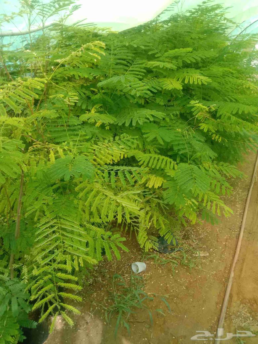 Good seedlings for sale, various types available for those interested64421107247107114