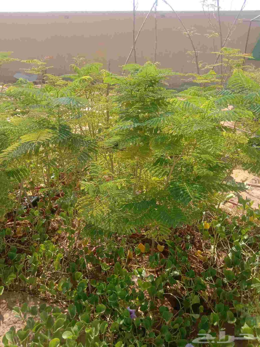 Good seedlings for sale, various types available for those interested64421107247107110