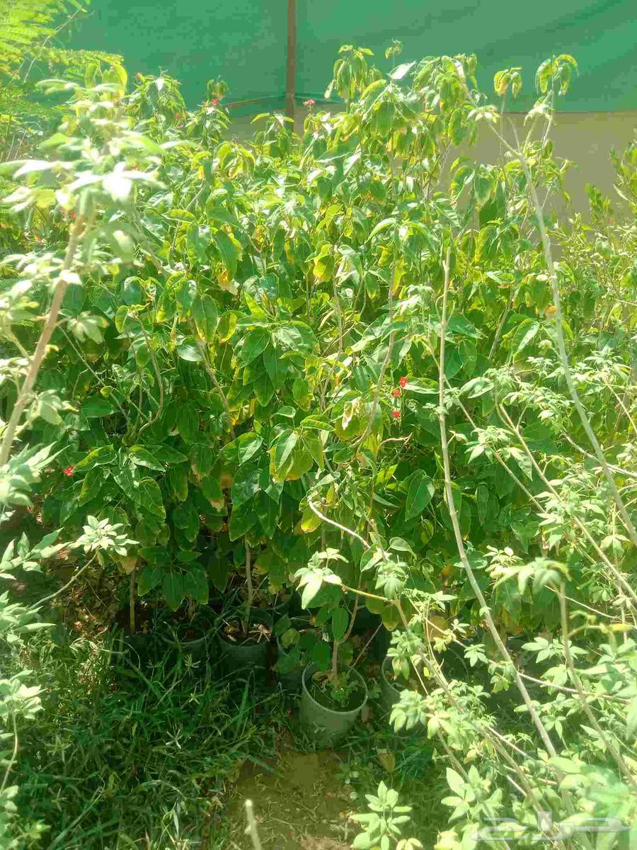 Good seedlings for sale, various types available for those interested64421107247107112